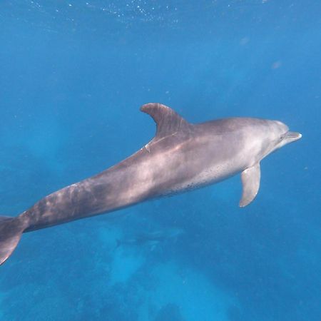 Dolphin Continental Hotel El Qoseir Екстериор снимка